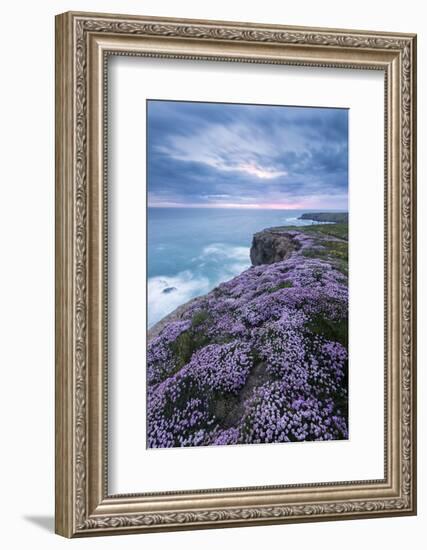 Pink thrift on cliff top, Bedruthan Steps, Cornwall, UK-Ross Hoddinott-Framed Photographic Print