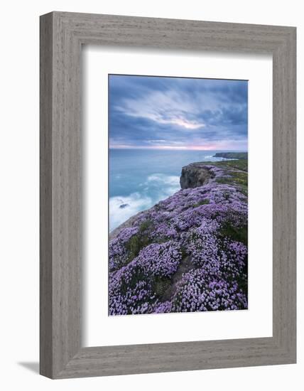 Pink thrift on cliff top, Bedruthan Steps, Cornwall, UK-Ross Hoddinott-Framed Photographic Print