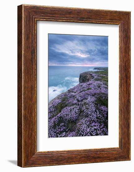 Pink thrift on cliff top, Bedruthan Steps, Cornwall, UK-Ross Hoddinott-Framed Photographic Print