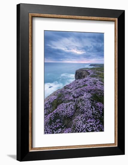 Pink thrift on cliff top, Bedruthan Steps, Cornwall, UK-Ross Hoddinott-Framed Photographic Print