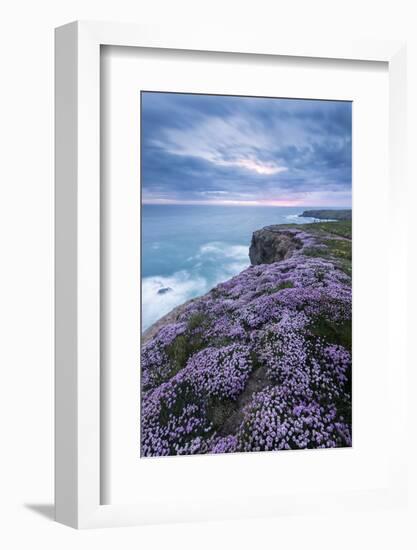 Pink thrift on cliff top, Bedruthan Steps, Cornwall, UK-Ross Hoddinott-Framed Photographic Print