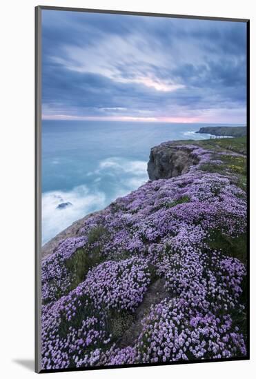 Pink thrift on cliff top, Bedruthan Steps, Cornwall, UK-Ross Hoddinott-Mounted Photographic Print