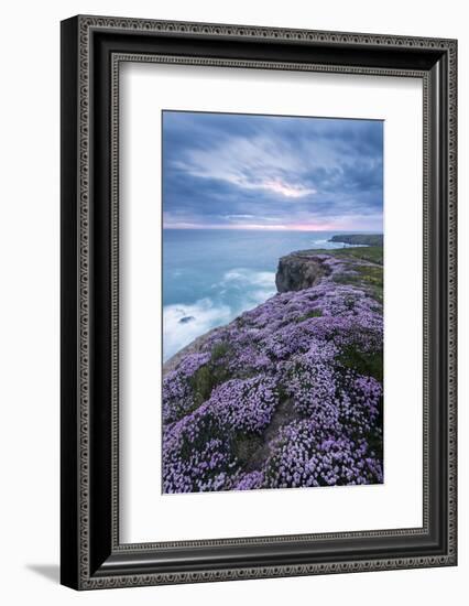 Pink thrift on cliff top, Bedruthan Steps, Cornwall, UK-Ross Hoddinott-Framed Photographic Print