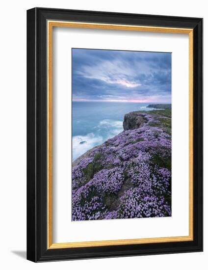 Pink thrift on cliff top, Bedruthan Steps, Cornwall, UK-Ross Hoddinott-Framed Photographic Print