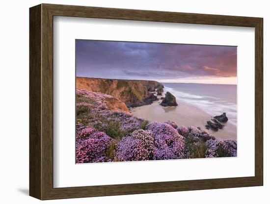 Pink thrift on coastal cliff top at Bedruthan Steps, Cornwall-Ross Hoddinott-Framed Photographic Print