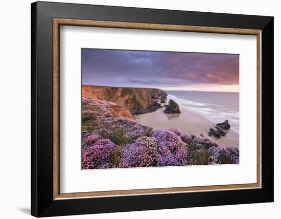 Pink thrift on coastal cliff top at Bedruthan Steps, Cornwall-Ross Hoddinott-Framed Photographic Print