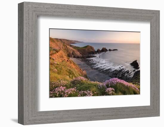 Pink thrift on coastal cliff top, Hartland Quay, North Devon, UK-Ross Hoddinott-Framed Photographic Print