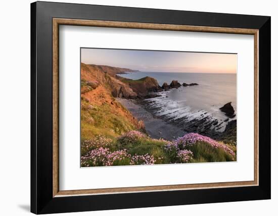 Pink thrift on coastal cliff top, Hartland Quay, North Devon, UK-Ross Hoddinott-Framed Photographic Print