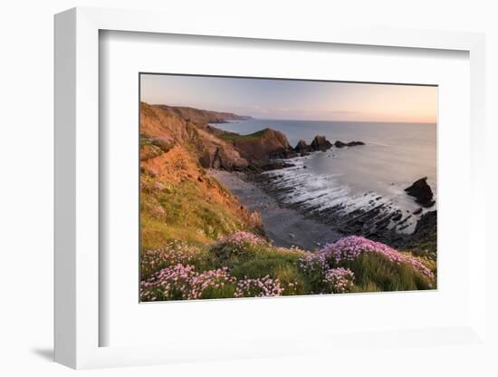 Pink thrift on coastal cliff top, Hartland Quay, North Devon, UK-Ross Hoddinott-Framed Photographic Print