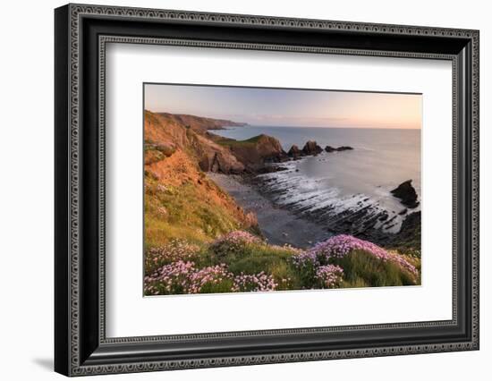 Pink thrift on coastal cliff top, Hartland Quay, North Devon, UK-Ross Hoddinott-Framed Photographic Print