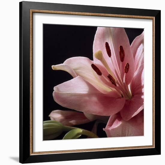 Pink Translucence I-Monika Burkhart-Framed Photo