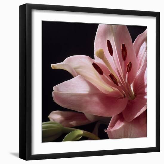 Pink Translucence I-Monika Burkhart-Framed Photo