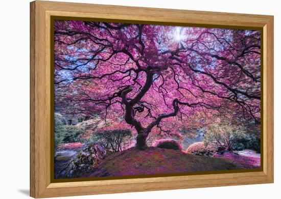 Pink Tree 2-Moises Levy-Framed Premier Image Canvas