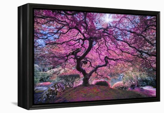 Pink Tree 2-Moises Levy-Framed Premier Image Canvas