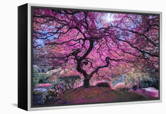 Pink Tree 2-Moises Levy-Framed Premier Image Canvas