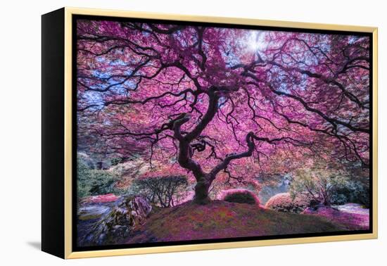 Pink Tree 2-Moises Levy-Framed Premier Image Canvas