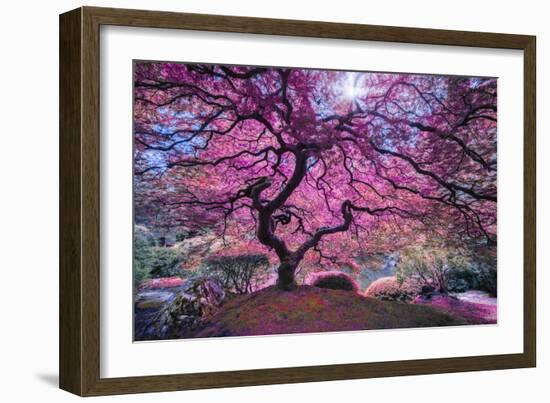 Pink Tree 2-Moises Levy-Framed Photographic Print