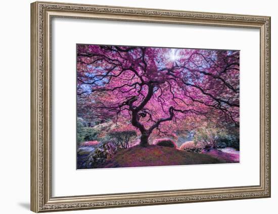 Pink Tree 2-Moises Levy-Framed Photographic Print