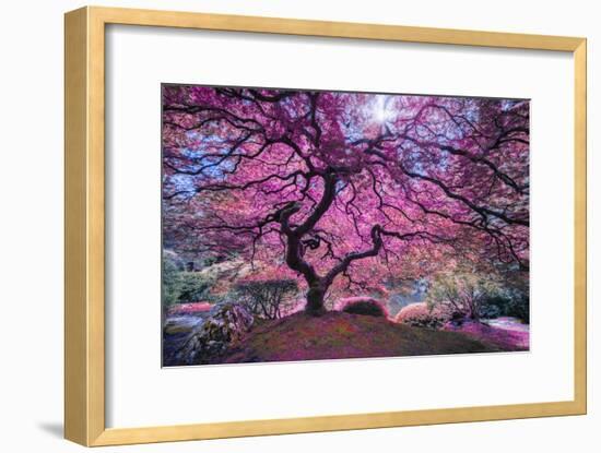 Pink Tree 2-Moises Levy-Framed Photographic Print