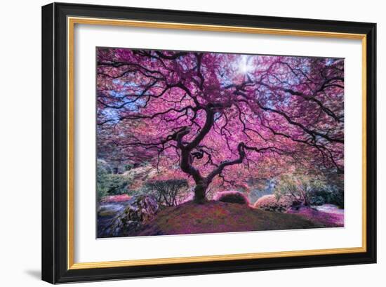 Pink Tree 2-Moises Levy-Framed Photographic Print