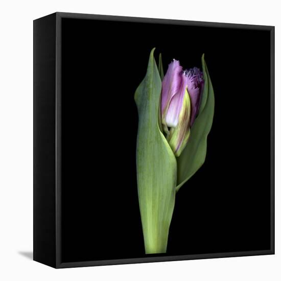 Pink Tulip 1-Magda Indigo-Framed Stretched Canvas