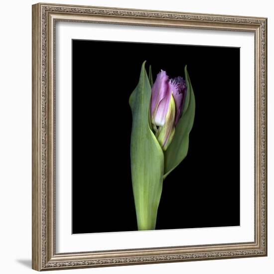 Pink Tulip 1-Magda Indigo-Framed Photographic Print