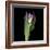 Pink Tulip 1-Magda Indigo-Framed Photographic Print