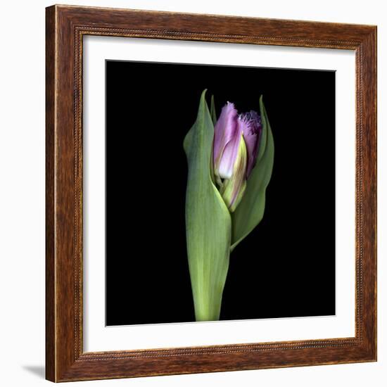 Pink Tulip 1-Magda Indigo-Framed Photographic Print