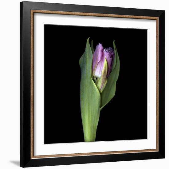 Pink Tulip 1-Magda Indigo-Framed Photographic Print