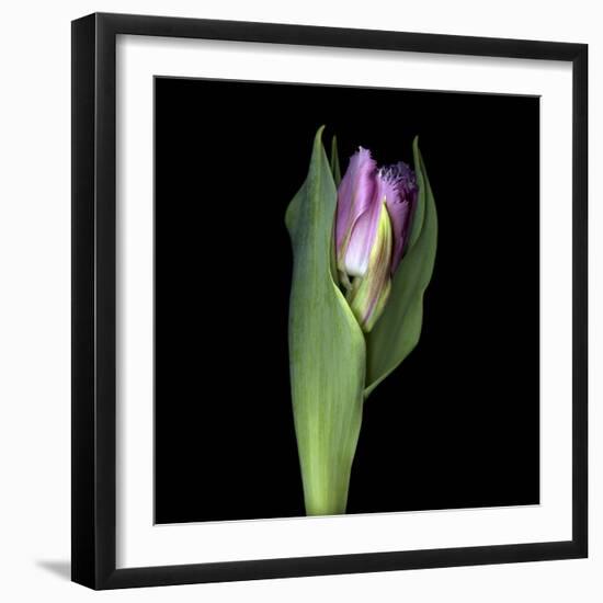 Pink Tulip 1-Magda Indigo-Framed Photographic Print