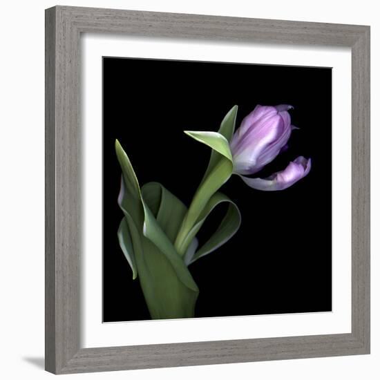 Pink Tulip 2-Magda Indigo-Framed Photographic Print