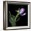 Pink Tulip 2-Magda Indigo-Framed Photographic Print