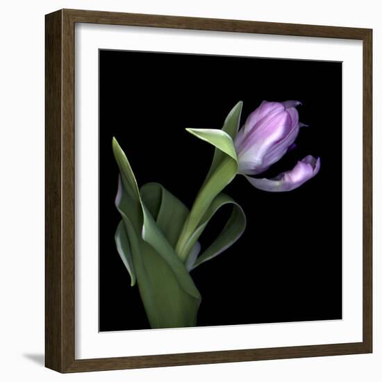 Pink Tulip 2-Magda Indigo-Framed Photographic Print