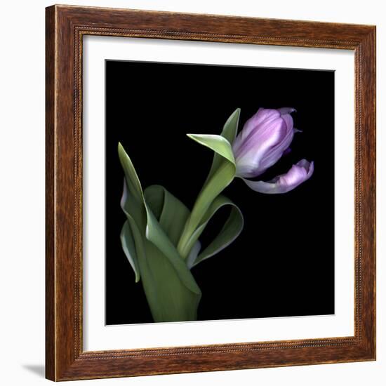 Pink Tulip 2-Magda Indigo-Framed Photographic Print