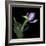 Pink Tulip 2-Magda Indigo-Framed Photographic Print