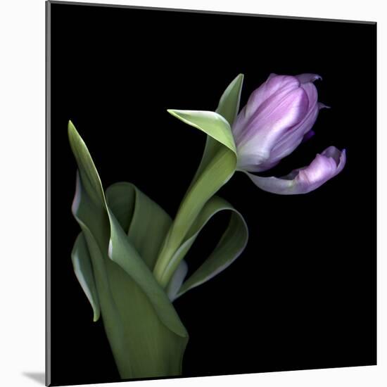 Pink Tulip 2-Magda Indigo-Mounted Photographic Print