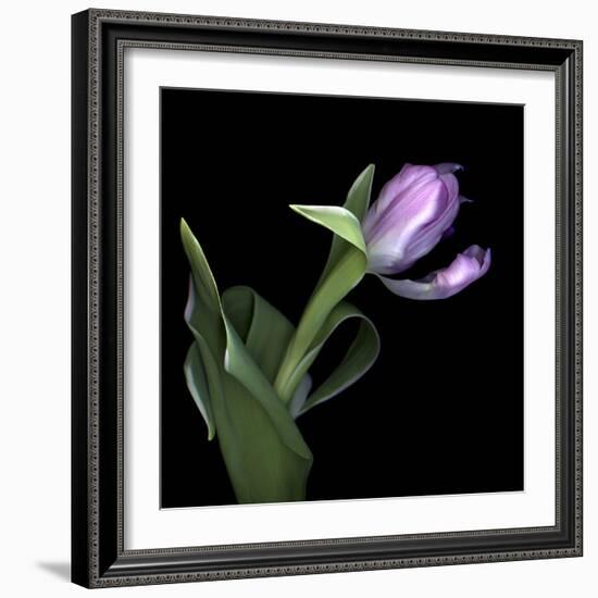 Pink Tulip 2-Magda Indigo-Framed Photographic Print