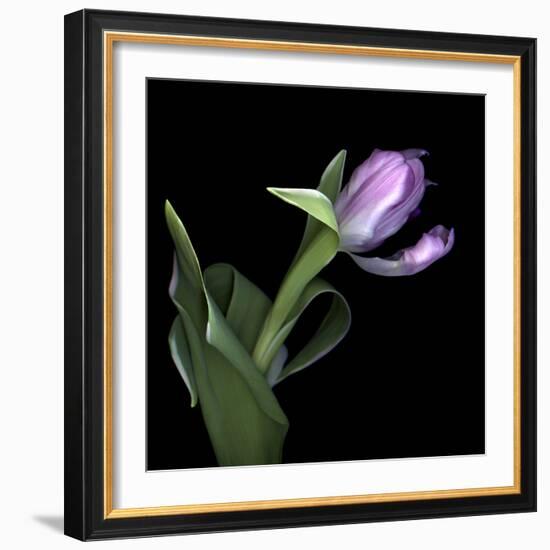 Pink Tulip 2-Magda Indigo-Framed Photographic Print