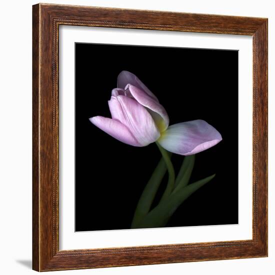 Pink Tulip 3-Magda Indigo-Framed Photographic Print