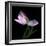 Pink Tulip 3-Magda Indigo-Framed Photographic Print