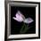 Pink Tulip 3-Magda Indigo-Framed Photographic Print