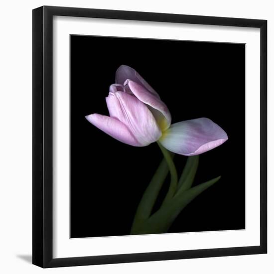 Pink Tulip 3-Magda Indigo-Framed Photographic Print