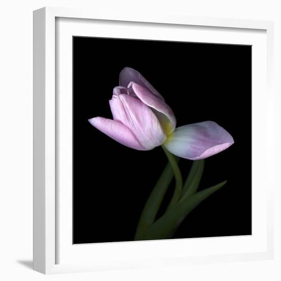 Pink Tulip 3-Magda Indigo-Framed Photographic Print