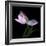 Pink Tulip 3-Magda Indigo-Framed Photographic Print