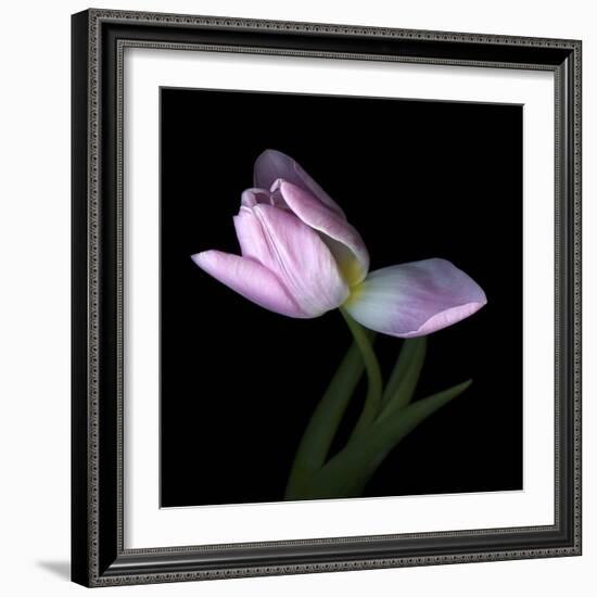 Pink Tulip 3-Magda Indigo-Framed Photographic Print