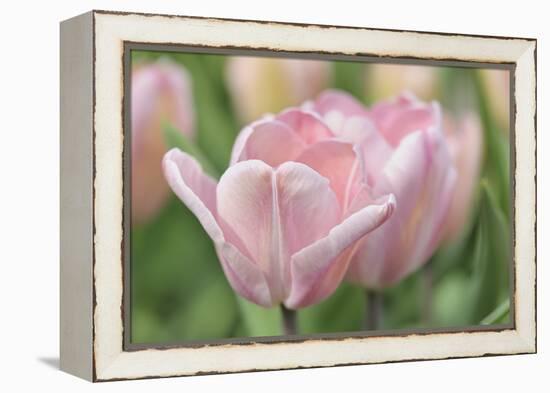 Pink Tulip Baronesse-Cora Niele-Framed Premier Image Canvas