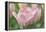 Pink Tulip Baronesse-Cora Niele-Framed Premier Image Canvas