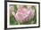 Pink Tulip Baronesse-Cora Niele-Framed Photographic Print