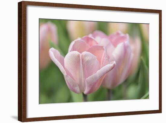 Pink Tulip Baronesse-Cora Niele-Framed Photographic Print
