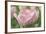 Pink Tulip Baronesse-Cora Niele-Framed Photographic Print